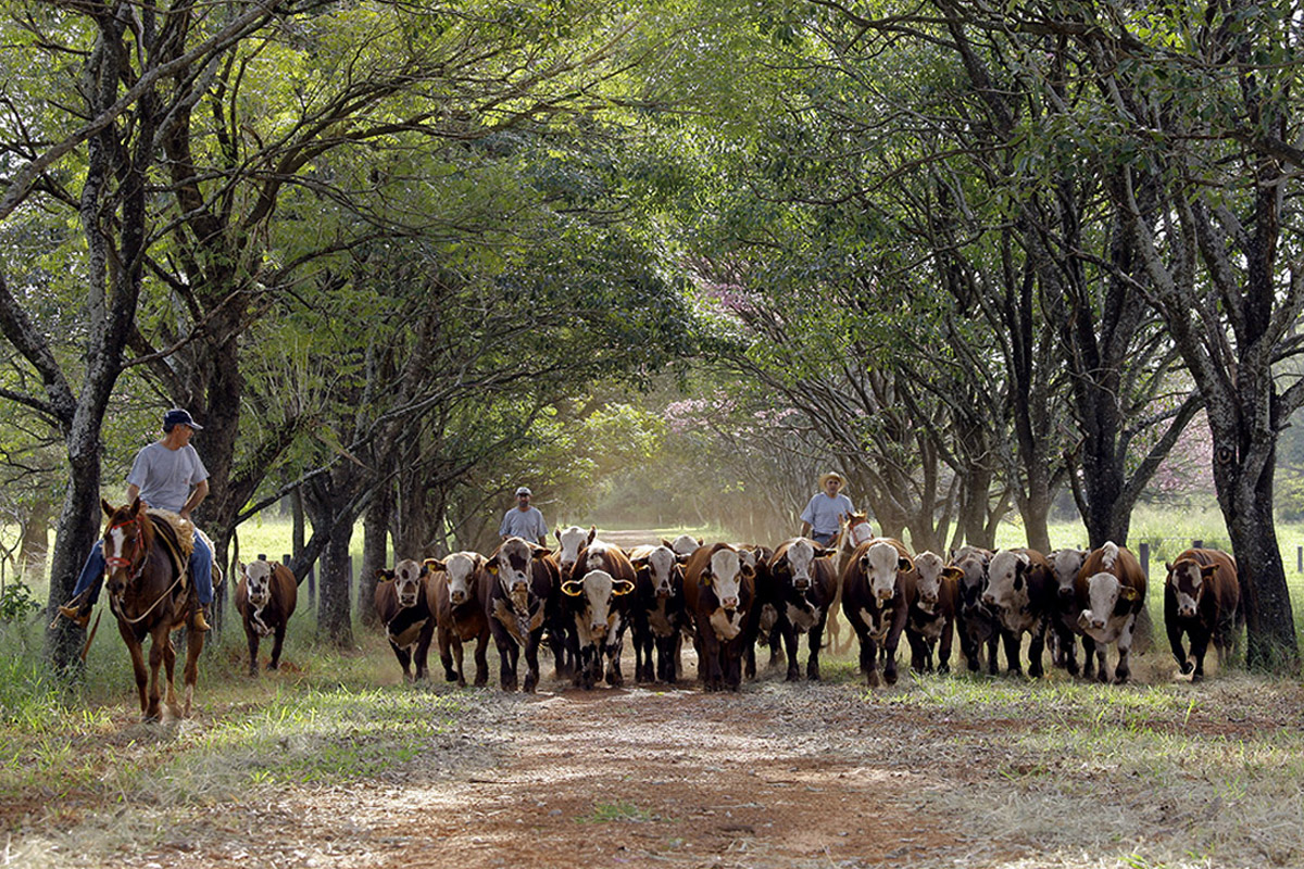 Com liquidez total, Fazenda Nova e Fazenda Elo Dourado alcançam R$ 7,5 milhões